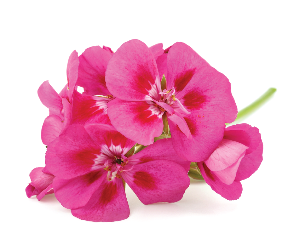 Geranium Essential Oil
