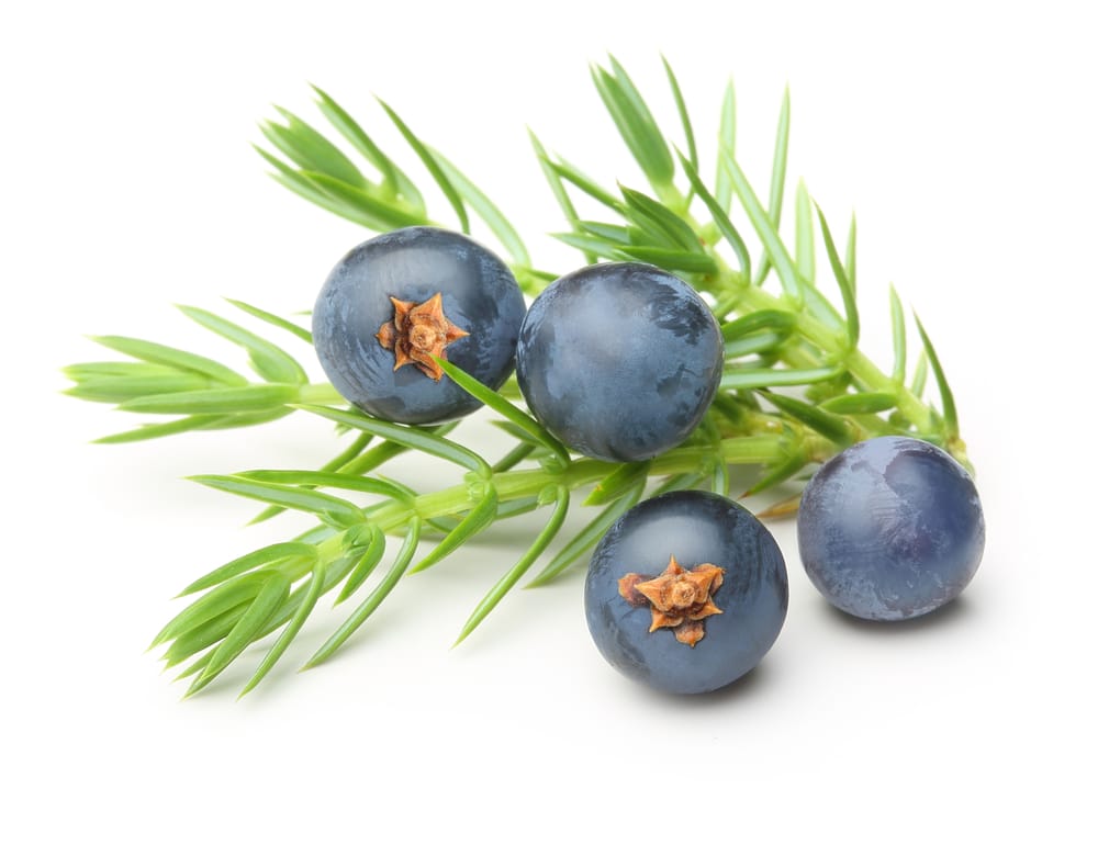 Juniper Berry Essential Oil