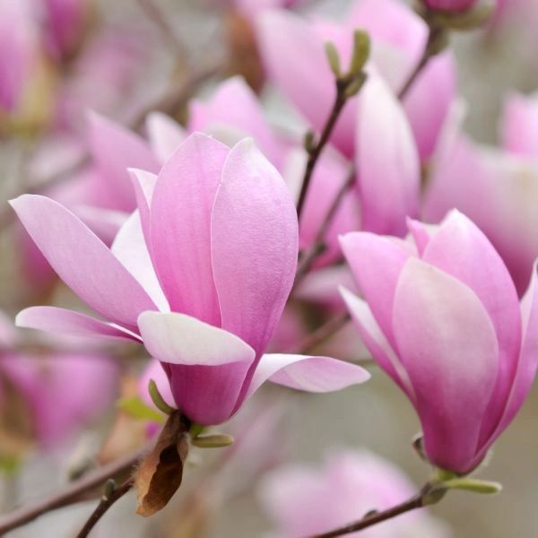 Blackberry & Magnolia Fragrance Oil