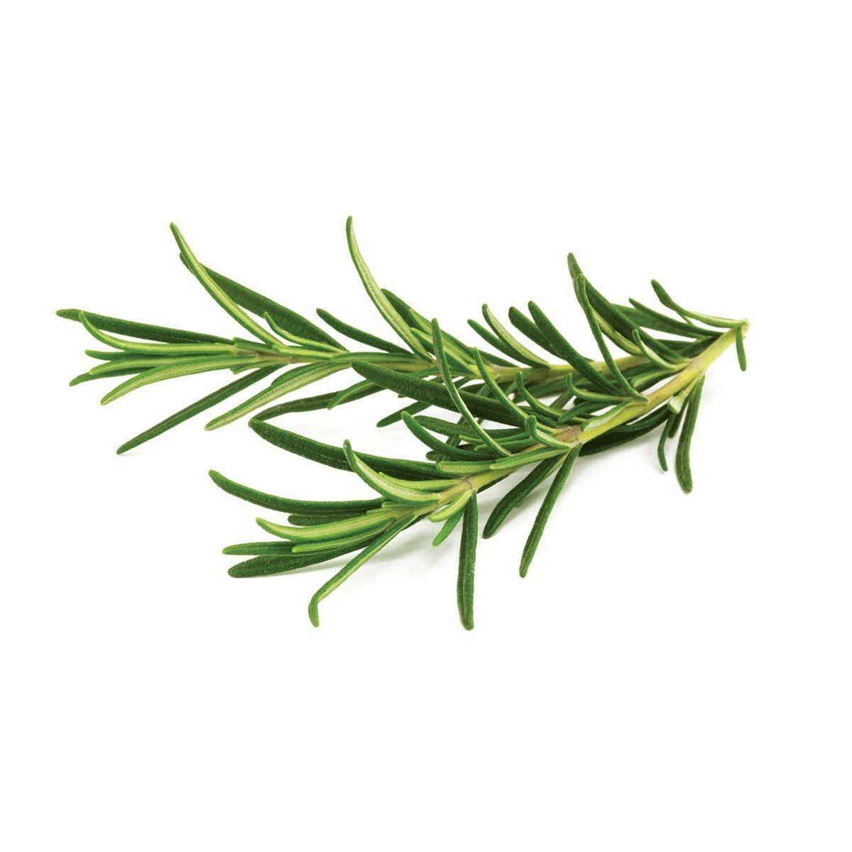 Rosemary Essential Oil