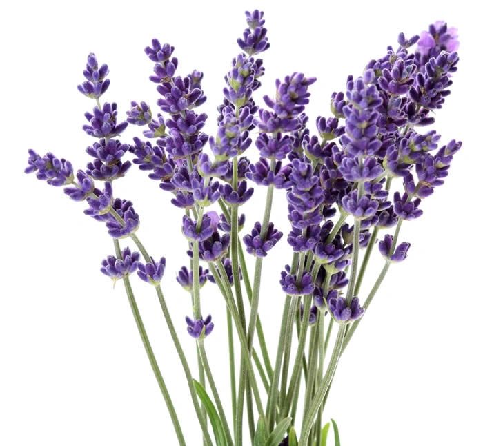 Lavender Essential Oil