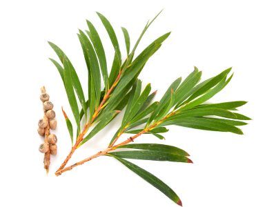 Tea Tree Essential Oil