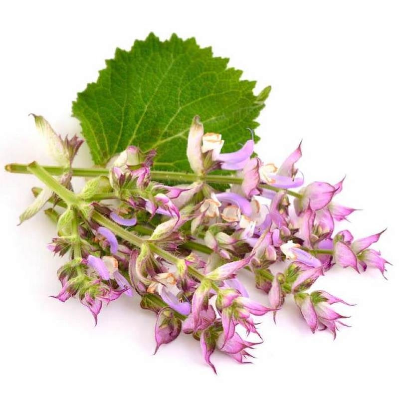 Clary Sage Essential Oil