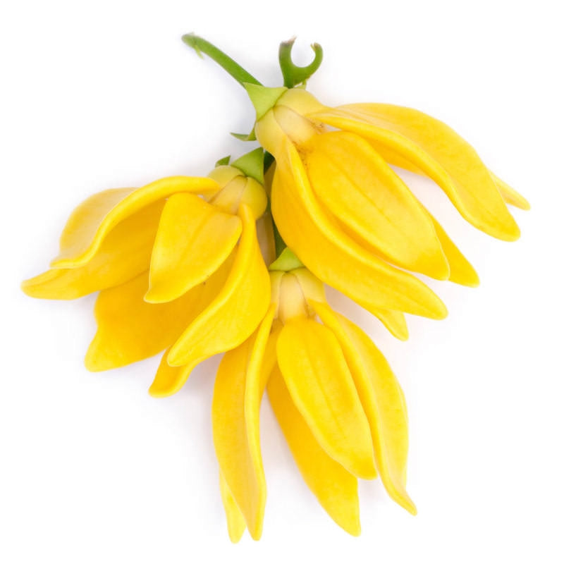 Ylang-Ylang Essential Oil
