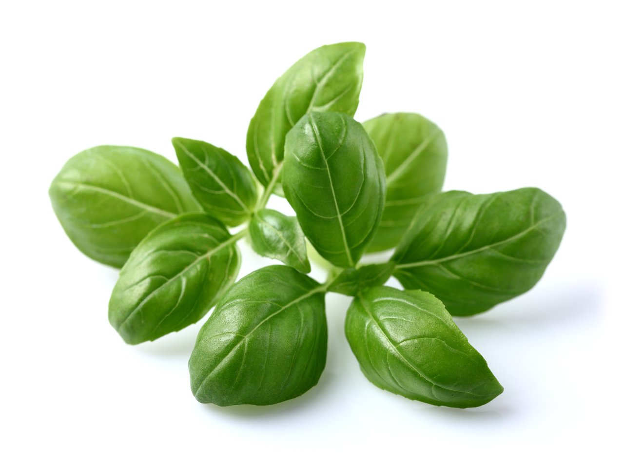 Basil Essential Oil