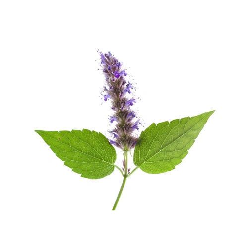 Patchouli Essential Oil