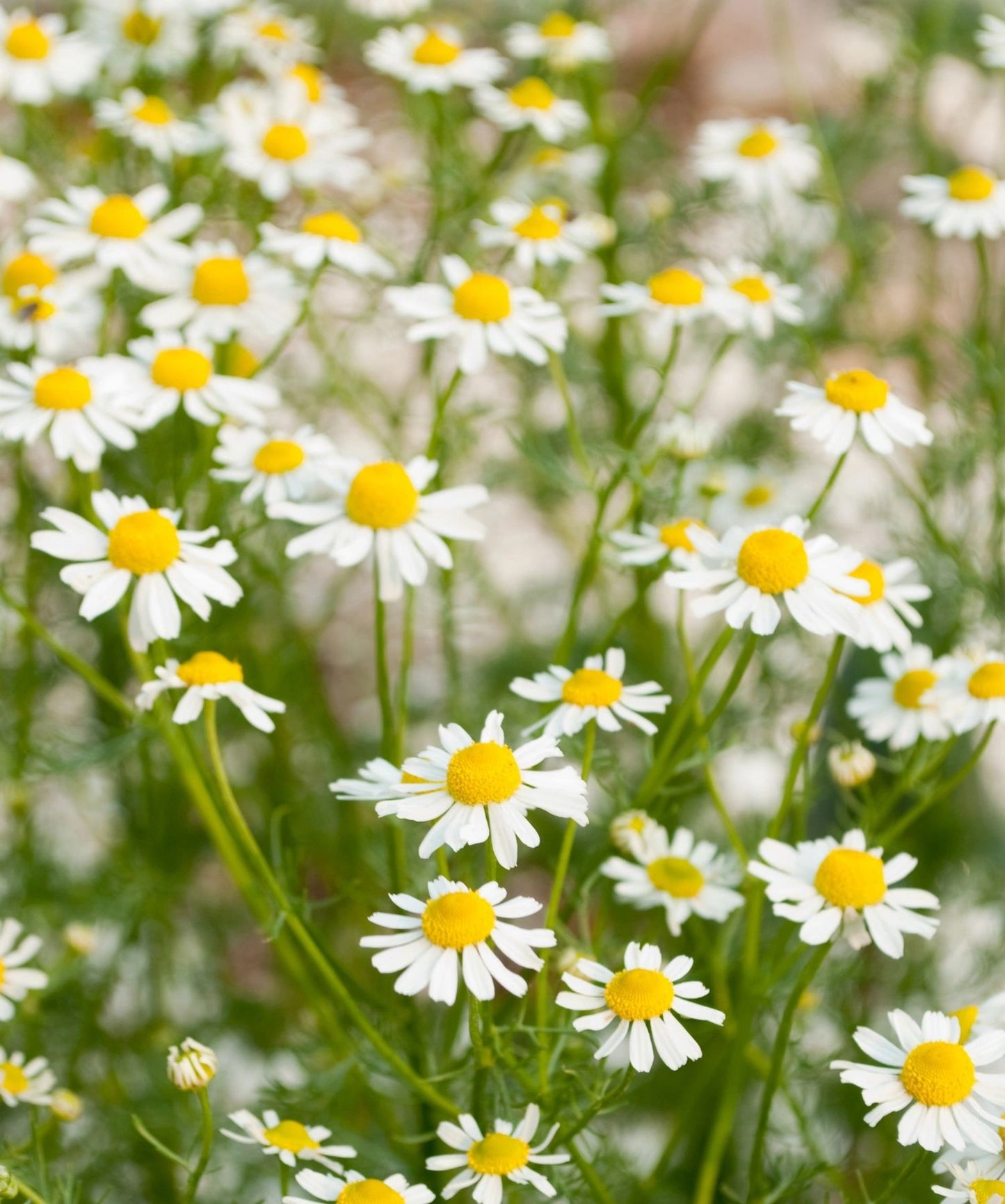 Chamomile Essential Oil and Fragrance Oil Blend