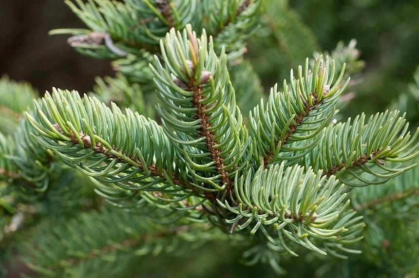 Balsam Fir Idaho Essential Oil