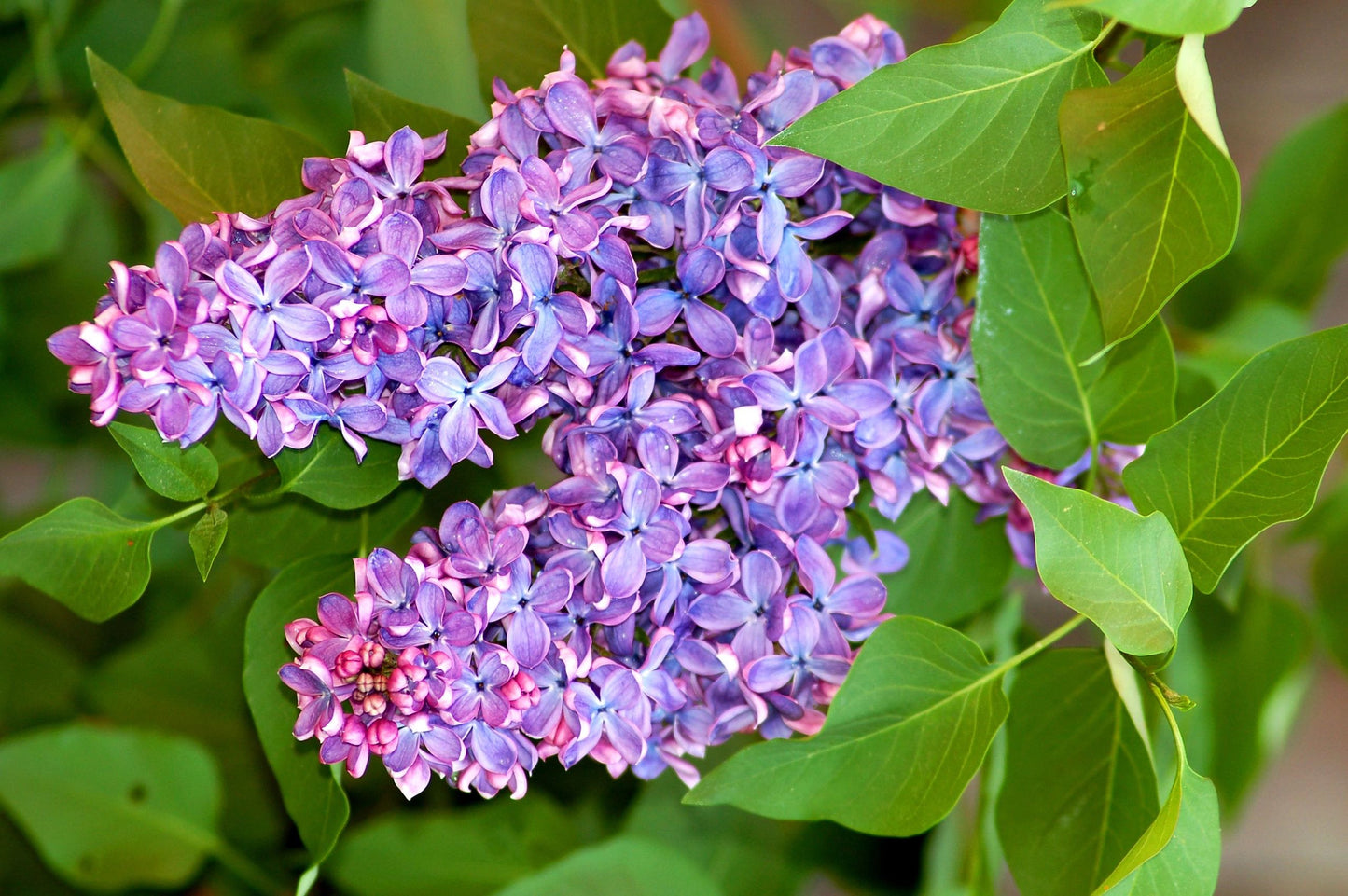 Lilac in Bloom Fragrance Oil