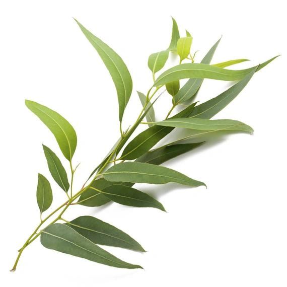 Eucalyptus Essential Oil